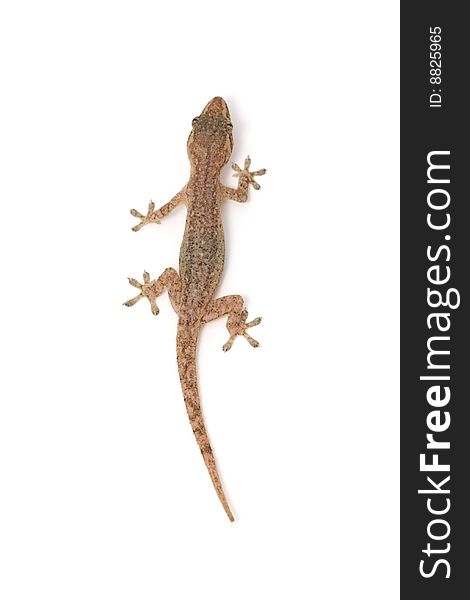 Isolated Gecko