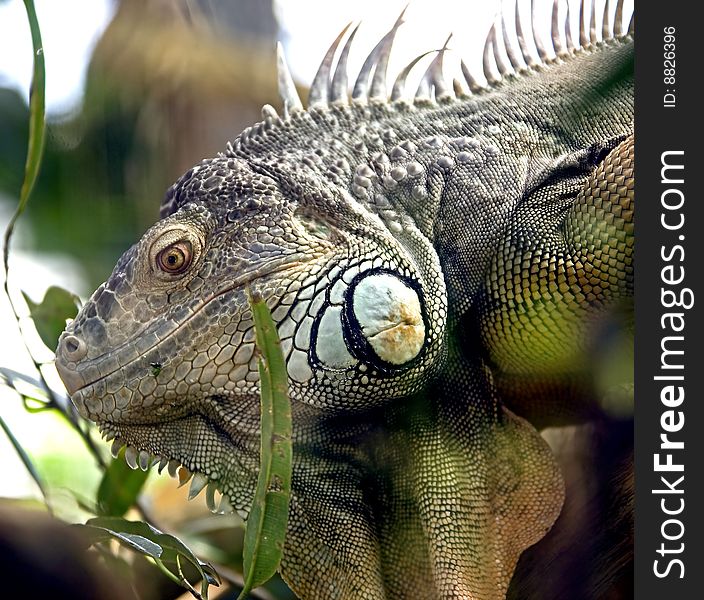 Head of green iguana. Latin name - Iguana iguana. Head of green iguana. Latin name - Iguana iguana