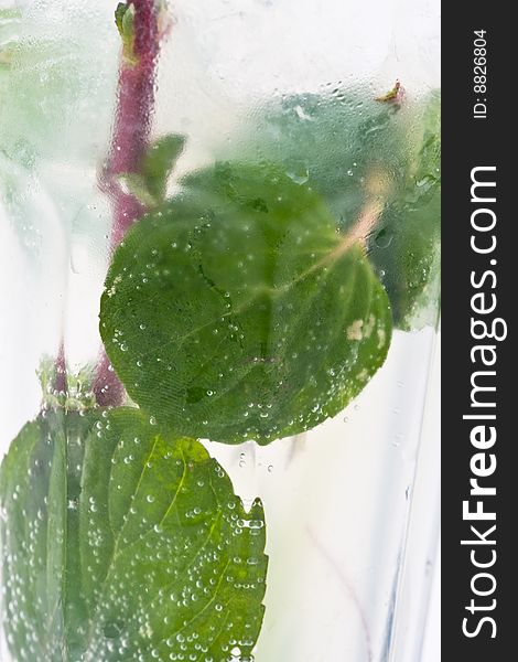 Mojito cocktail on a white background