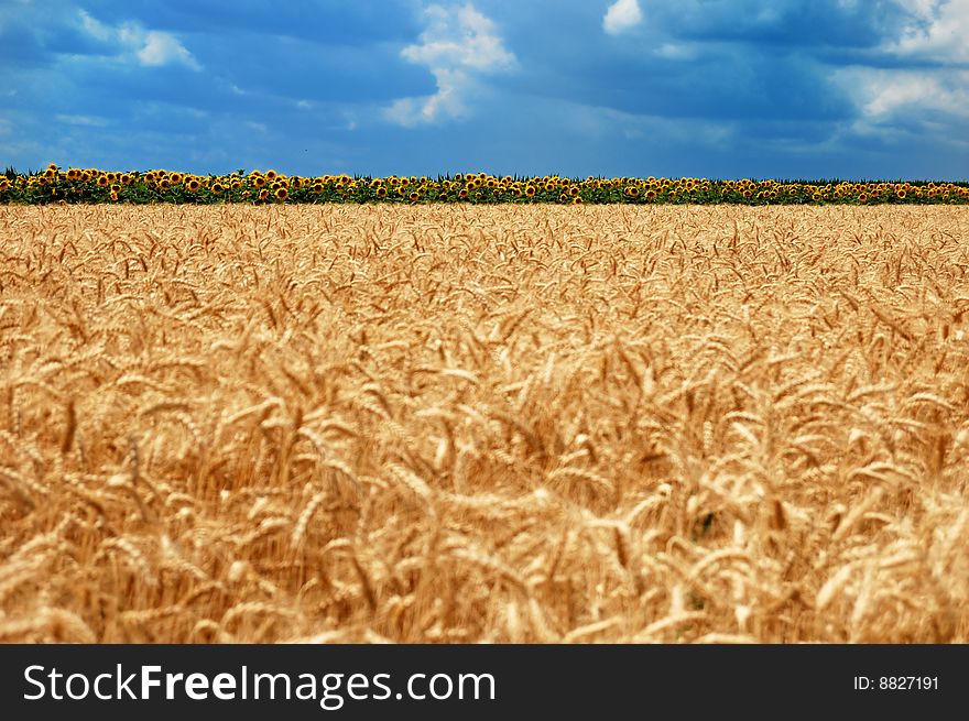 Golden wheat on a background of the cloudy blue sky and sunflowers. Golden wheat on a background of the cloudy blue sky and sunflowers