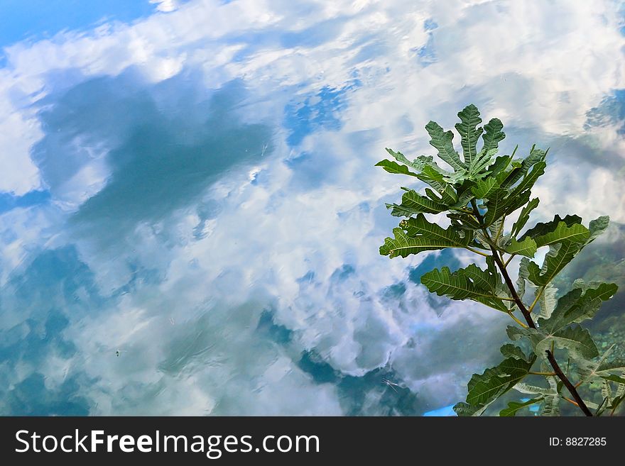 Oak branch over water with clouds reflected