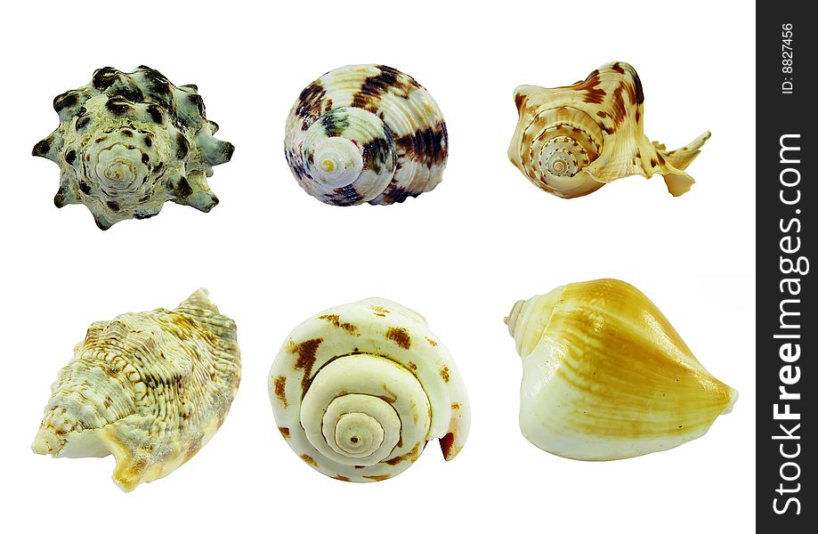 Six cockleshells on a white background