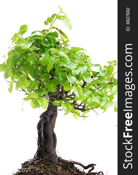 Bonsai tree isolated on a white background