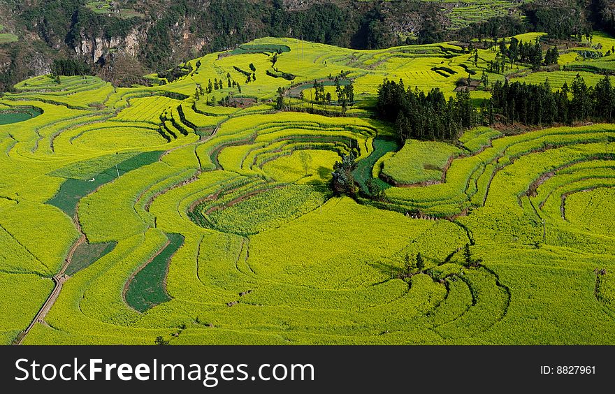 Luoping is a county in YunNan province of China. It is dominated by karst features with small basins among independent green hills. It is a national base for raising bees and for processing honey oroducts. The flowers covering an area of 250,000 mu (around 65 square miles) and on February of March every years, thousands of Yellow Rapeseed Flowers are in full bloom, looking like and expanse of a golden sea. It became popular among photographers recently. Luoping is a county in YunNan province of China. It is dominated by karst features with small basins among independent green hills. It is a national base for raising bees and for processing honey oroducts. The flowers covering an area of 250,000 mu (around 65 square miles) and on February of March every years, thousands of Yellow Rapeseed Flowers are in full bloom, looking like and expanse of a golden sea. It became popular among photographers recently.