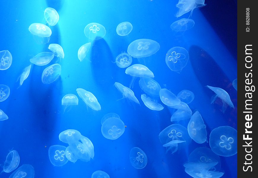 Jellyfishes under spotlight, genoa italy