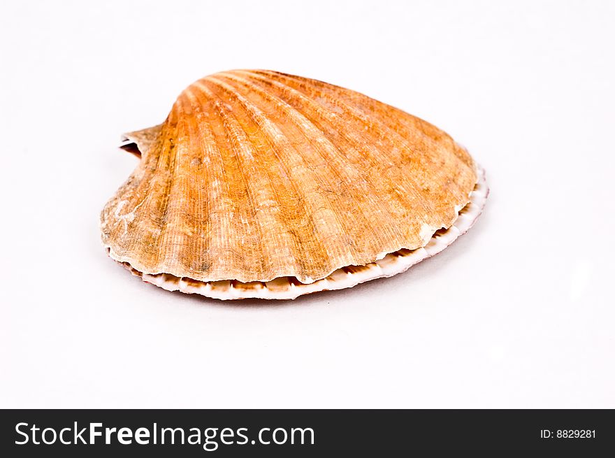 Shell isolated on white background