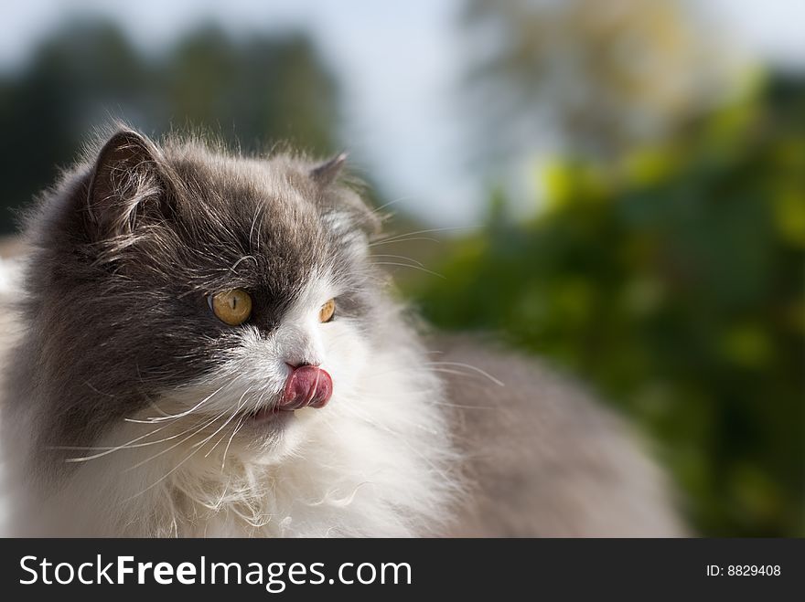 Cat portrait in the garden