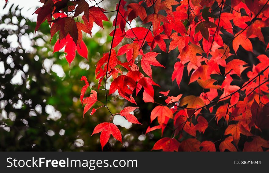 Maple in the Autumm forest.