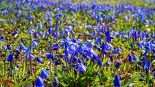 Scilla Flowers In The Spring Meadow Royalty Free Stock Photography Scilla Flowers In The Spring Meadow Royalty Free Stock Photography
