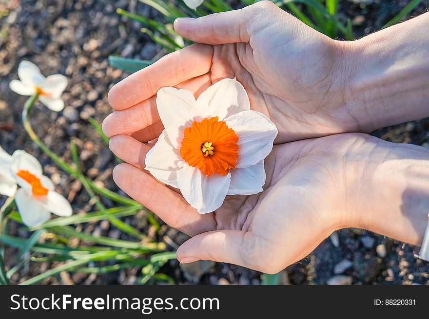 Narcissus flower in the palm of your hand