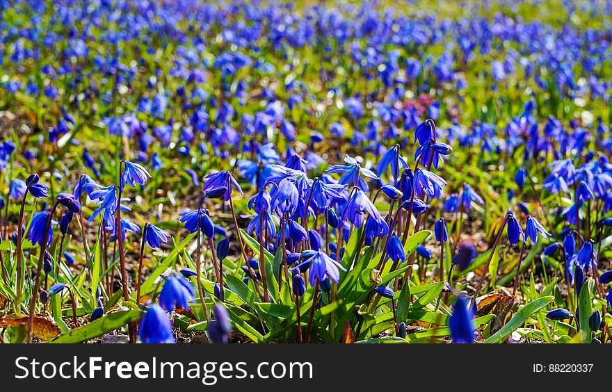 Scilla flowers in the spring garden. Scilla flowers in the spring garden