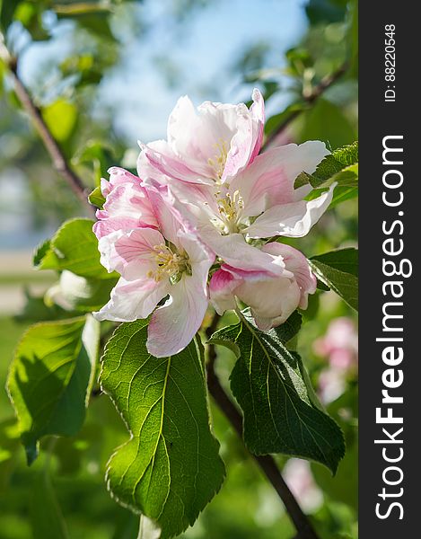 A Branch Of Blossoms In Early Spring