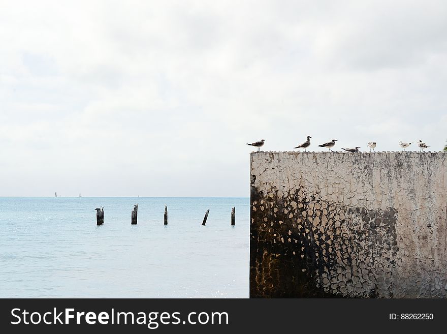 Gulls In A Row By Ocean