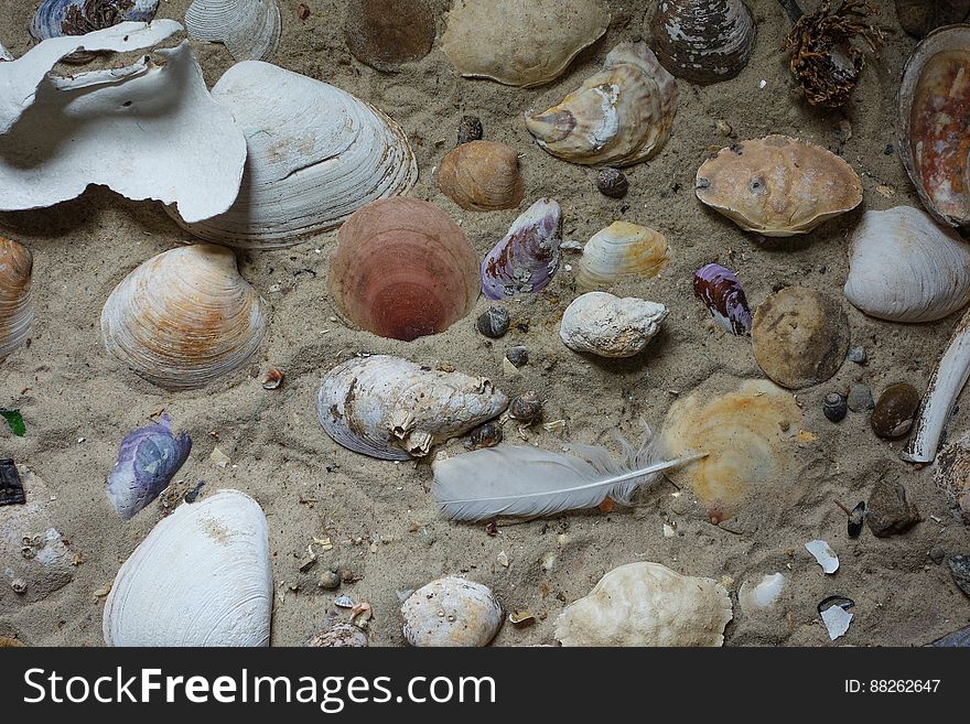 Shell collection.