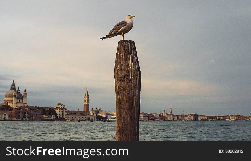 Gull Resting On Post By Coastal Town