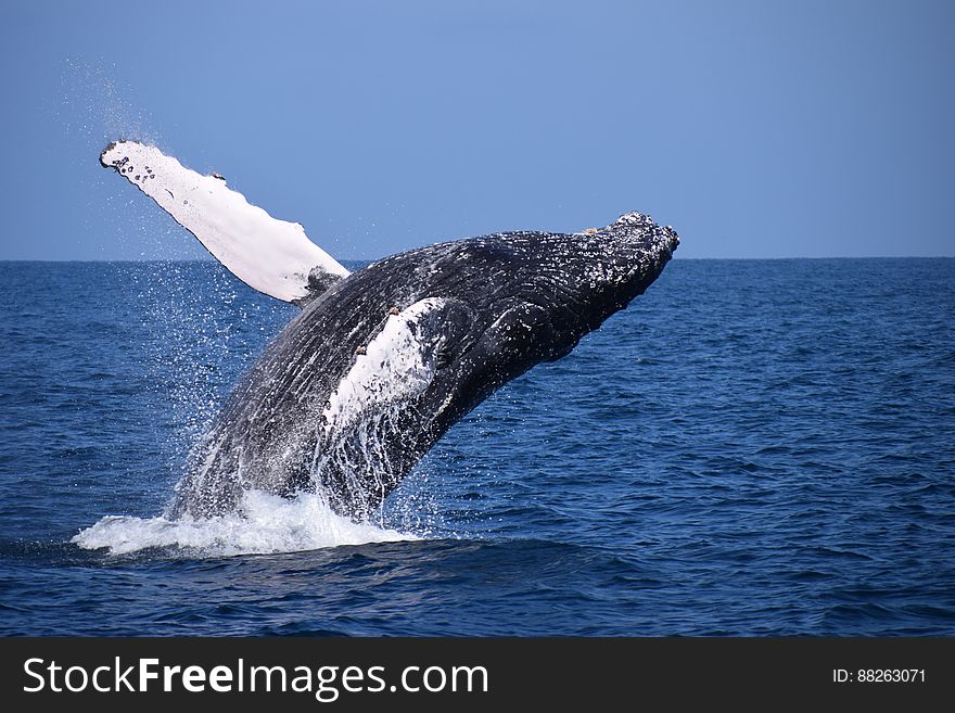 A Humpbackwhale in Ecuador near Isla de la Plata