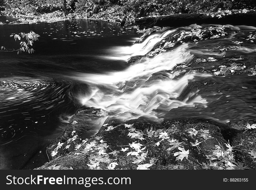 Greyscale Photo of Water and Leaves