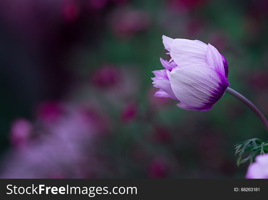 Purple Flower Macro Photography