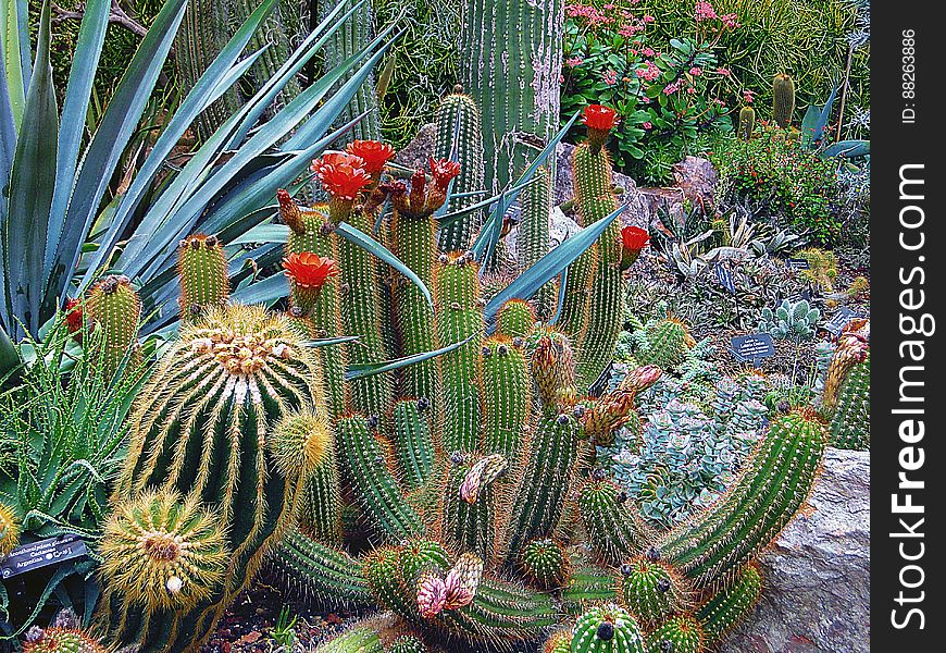 Close-up of Cactus