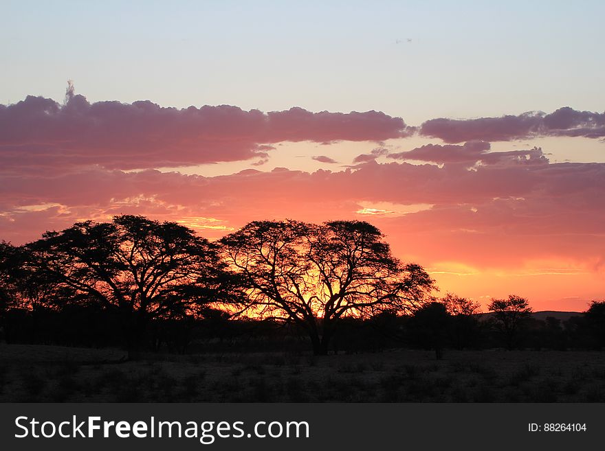 Silhouette of trees in field against orange sunset in cloudy skies. Silhouette of trees in field against orange sunset in cloudy skies.