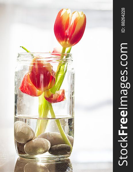 Close up of red and orange tulips in glass vase with stones. Close up of red and orange tulips in glass vase with stones.