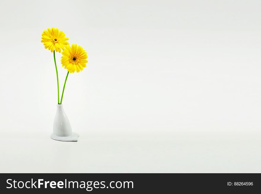 Yellow Gerber daisies in white china vase. Yellow Gerber daisies in white china vase.