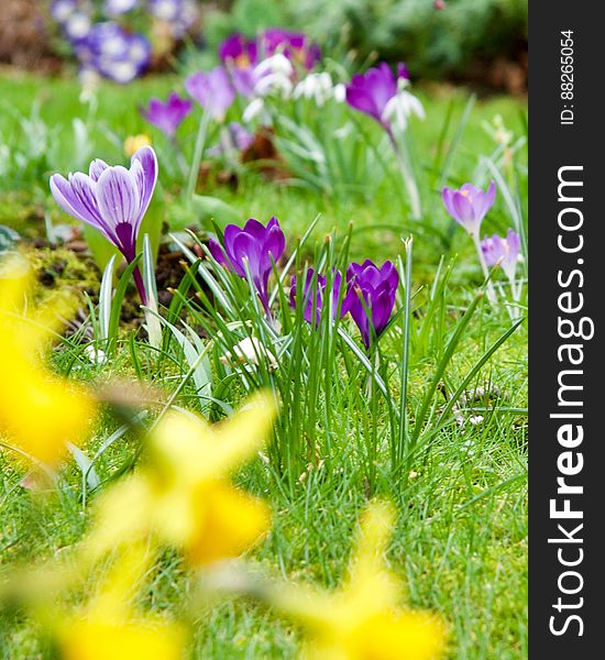 Selective focus on three purple crocuses on green lawn with blurred daffodils in front and a few white snowdrops blurred in the background.