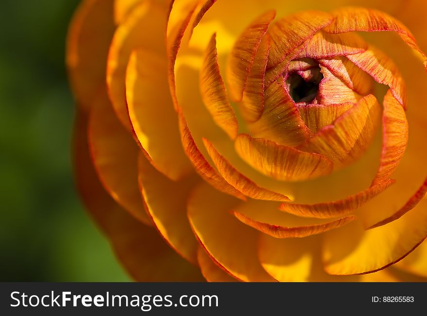 Yellow and Orange Flower Macro Photograph