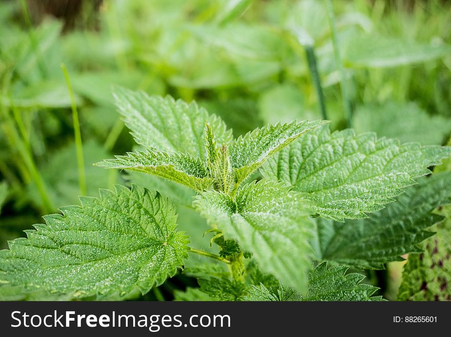 Close Up Of Green Nettle Leaves