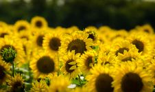 Sunflower Field Royalty Free Stock Photography Sunflower Field Royalty Free Stock Photography
