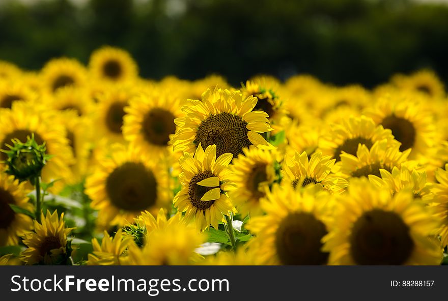 Sunflower field in south of Russia.