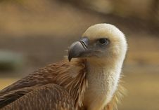 Eagle Portrait Royalty Free Stock Photography Eagle Portrait Royalty Free Stock Photography