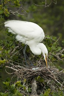 White Heron With Eggs Stock Photo