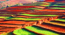 Colorful Terraces Stock Image
