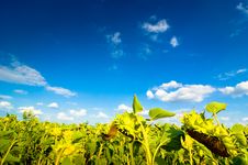 Sunflower Field Stock Photography Sunflower Field Stock Photography