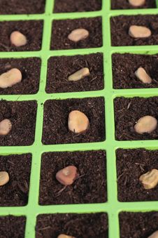 Vegetable Seeds Tray Closeup Royalty Free Stock Photos