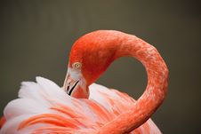 Red Flamingo In A Park In Florida Royalty Free Stock Photo