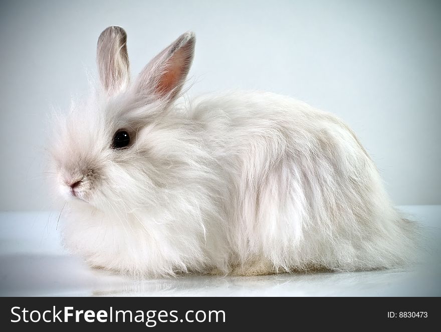 White fluffy rabbit on a white background