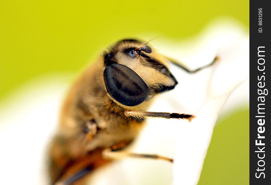 Extreme bee macro looking great.