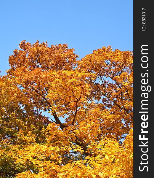 Sunny golden maple in autumn