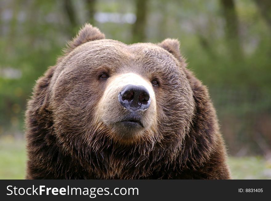 Close up head shot of a grizzly bear.