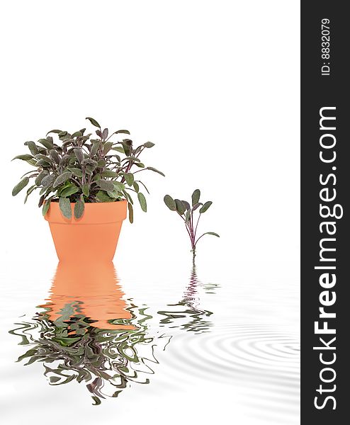 Sage herb growing in a terracotta pot and a specimen leaf sprig with reflection in grey rippled water, over white background. Sage herb growing in a terracotta pot and a specimen leaf sprig with reflection in grey rippled water, over white background.