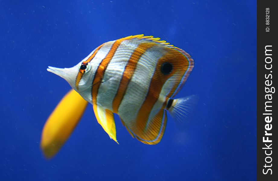 A stripey orange and white butterfly  fish. A stripey orange and white butterfly  fish