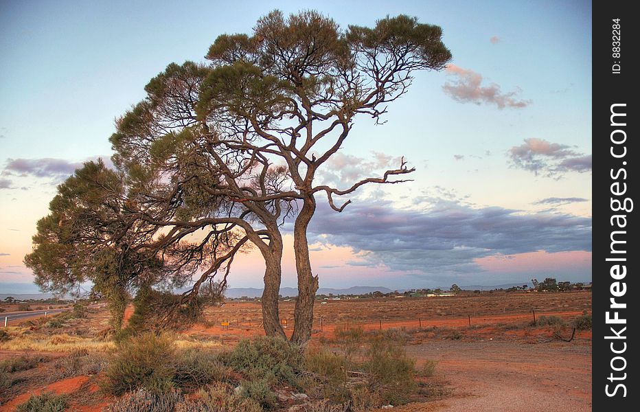 A lonely tree on red soil.