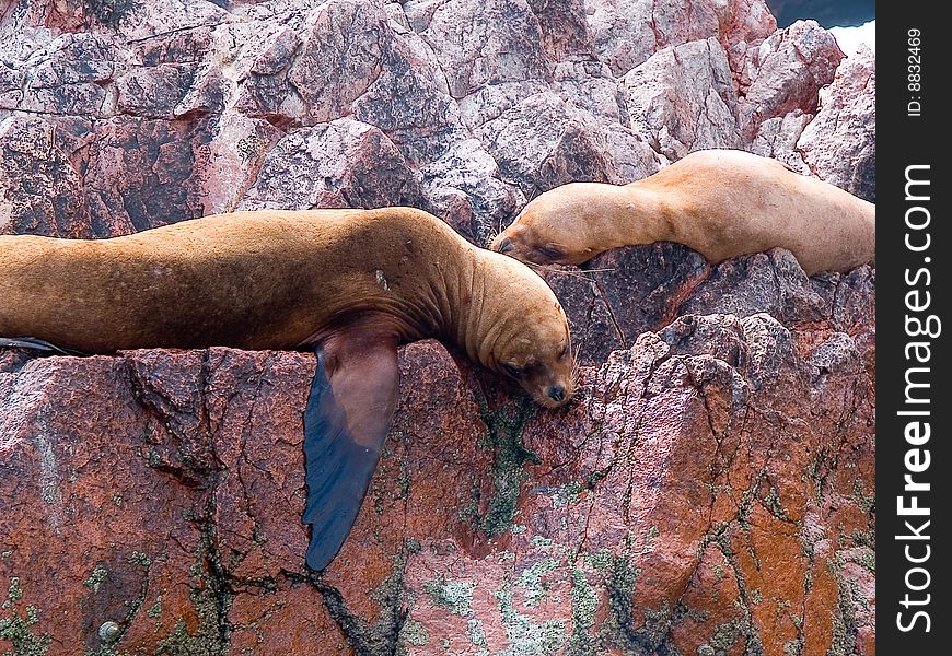 Two brown seals on rocks of islands