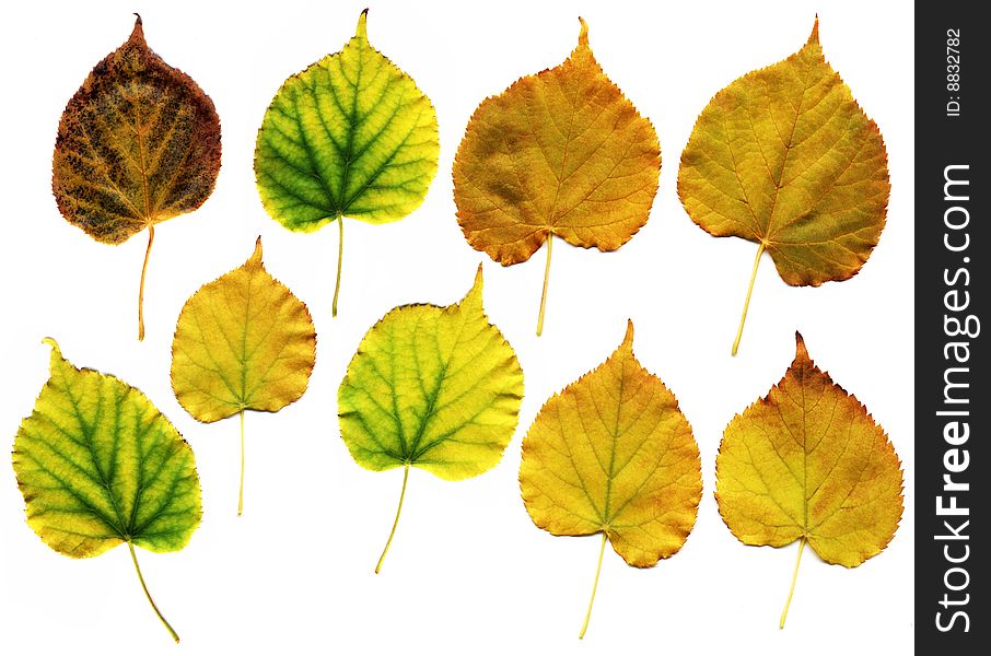 Many different autumn leaves isolated on white