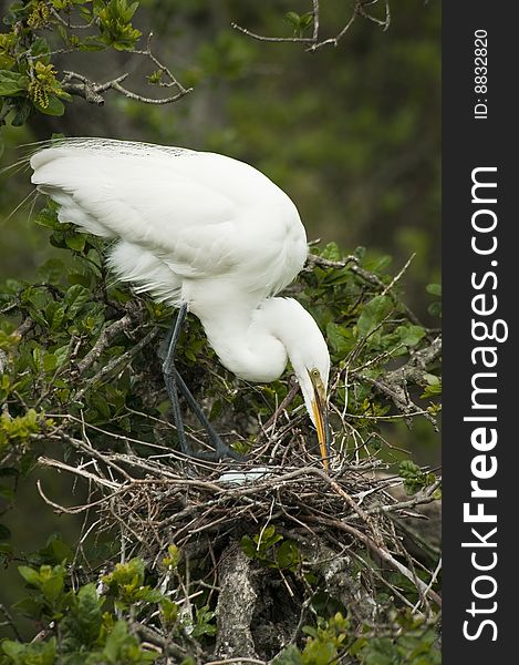 A Great White Heron standing in her nest looking at the blue eggs. A Great White Heron standing in her nest looking at the blue eggs.