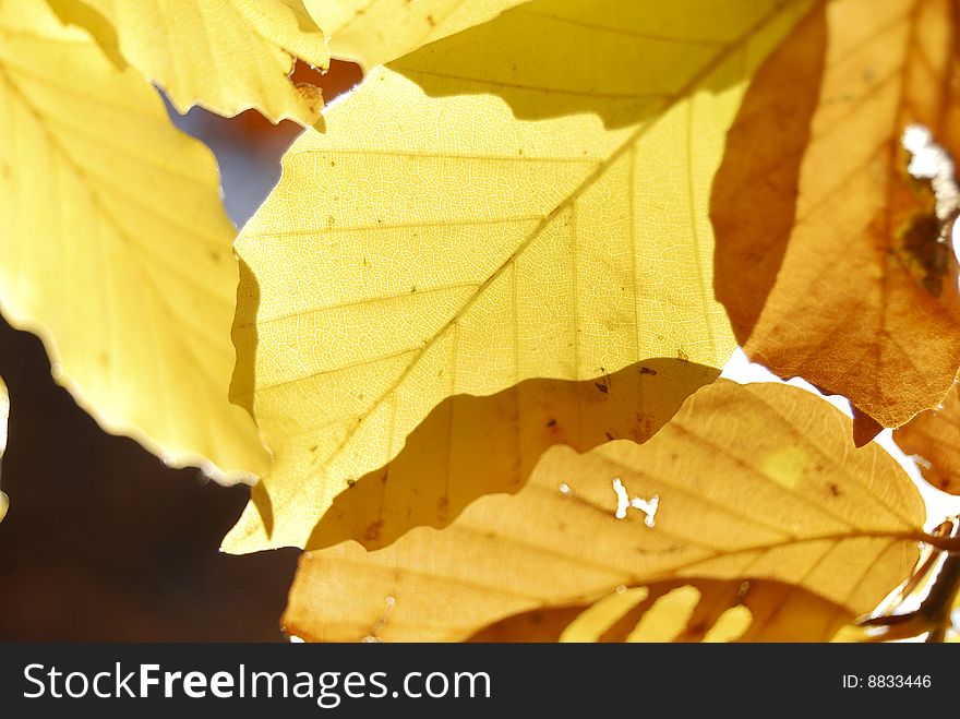 Golden tree leaves in October. Golden tree leaves in October