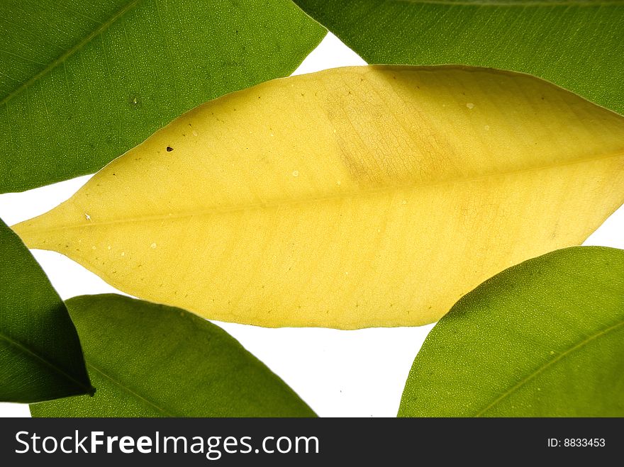 Yelow leaf and green leaves