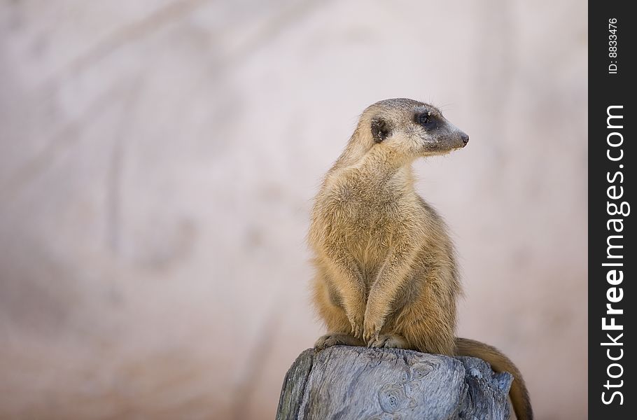 A meerkat perched on a rock, looking off to the side with plenty of space for your text. A meerkat perched on a rock, looking off to the side with plenty of space for your text.